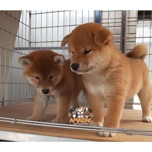 Shiba Inu Jack and Jannie