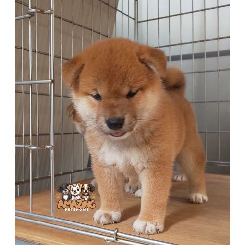 amazing pets Home Shiba Inu Ashley