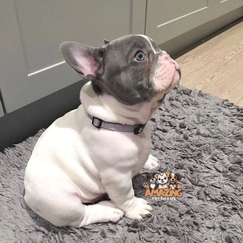 amazing pets Home Liala