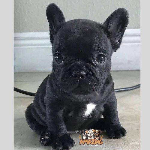 Rosey french bulldog