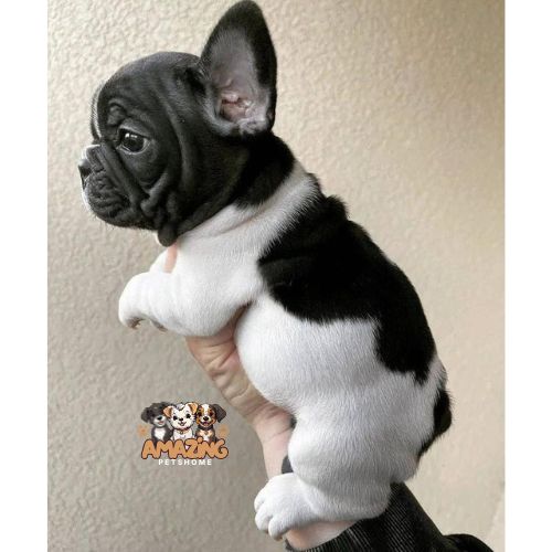 Dexter french bulldog